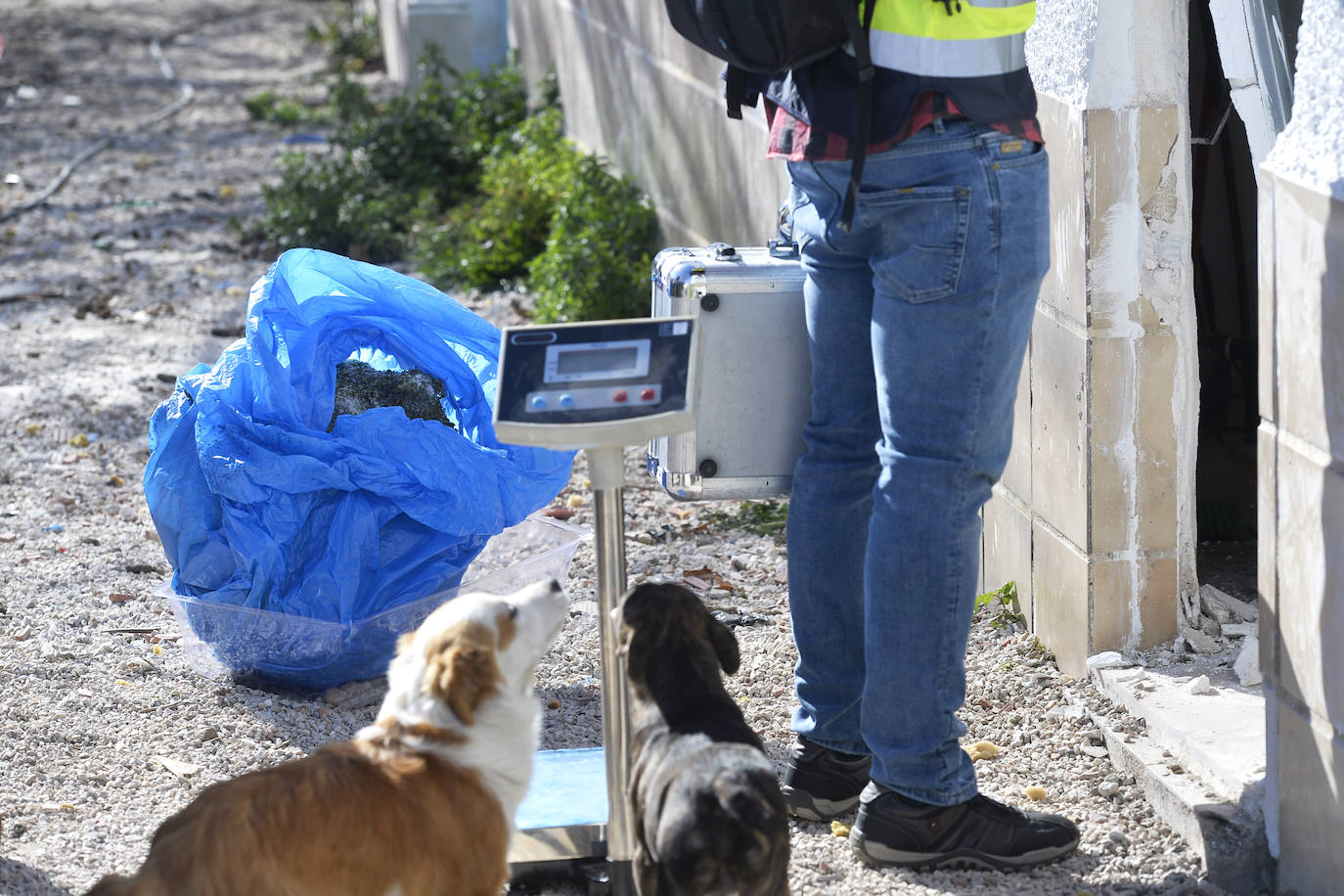 Fotos: Golpe de la Policía Nacional al cultivo de marihuana en La Alberca