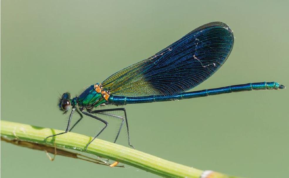 'Calopteryx xanthostoma'. Caballito del diablo grande con un llamativo cuerpo azul-verdoso metálico en los machos.
