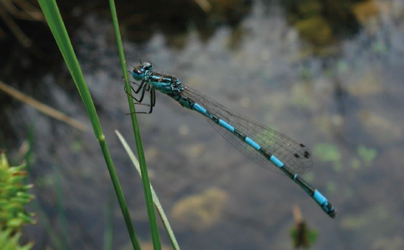 ‘Coenagrion mercuriale’. Es una especie de interés comunitario que ha pasado de abundar en 1950 a ser muy rara.