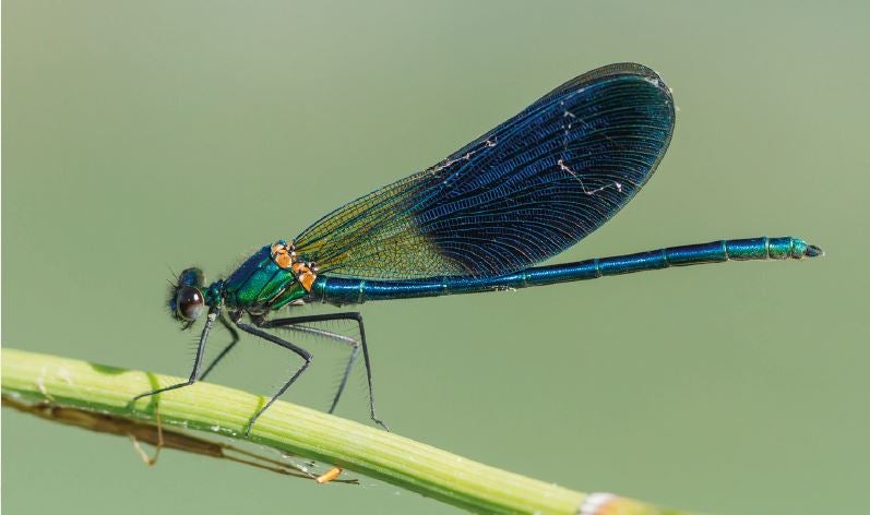 ‘Calopteryx xanthostoma’. Caballito del diablo grande con un llamativo cuerpo azul-verdoso metálico en los machos.
