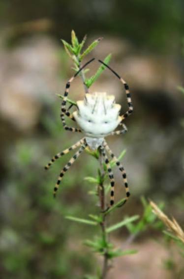 'Argiope lobata'.