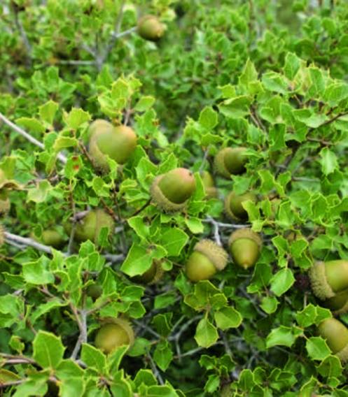 Fruto de 'Quercus coccifera'.