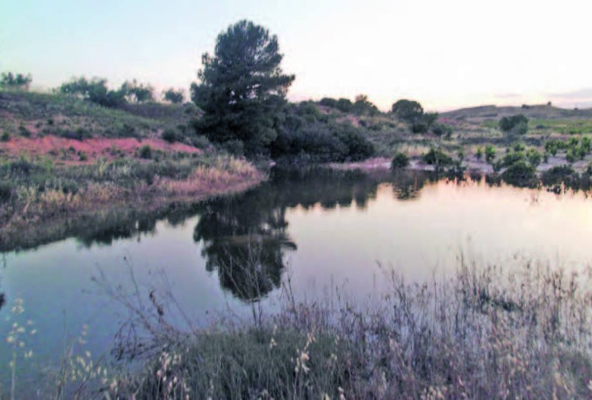 Zona húmeda situada en el paraje de los Charquillos.