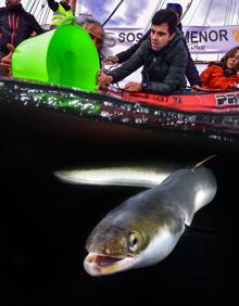 Imagen secundaria 2 - Toma de medidas de una anguila en la lonja. | Suelta de anguilas en el Mar Menor.