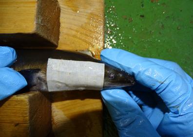 Imagen secundaria 1 - Toma de medidas de una anguila en la lonja. | Suelta de anguilas en el Mar Menor.