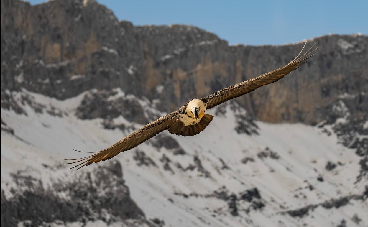 Un quebrantahuesos adulto sobrevolando los Picos de Europa.