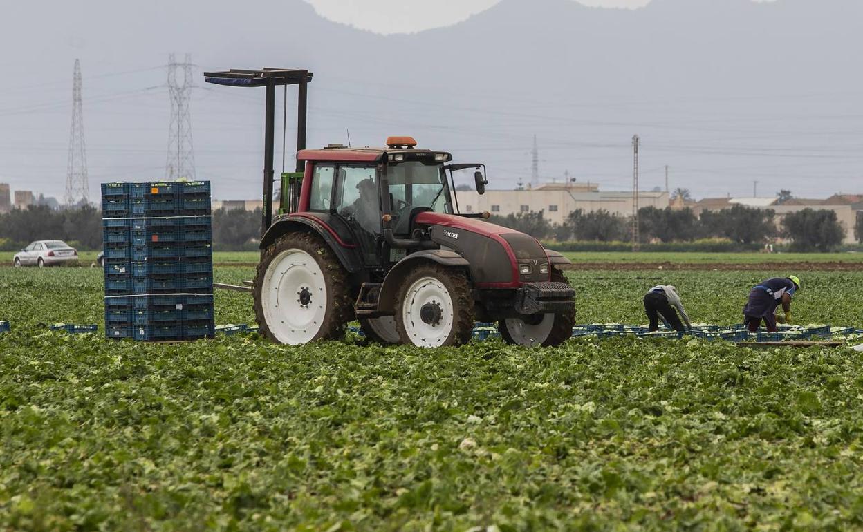 Trabajadores recolectan a destajo para abastecer de verdura los mercados. 