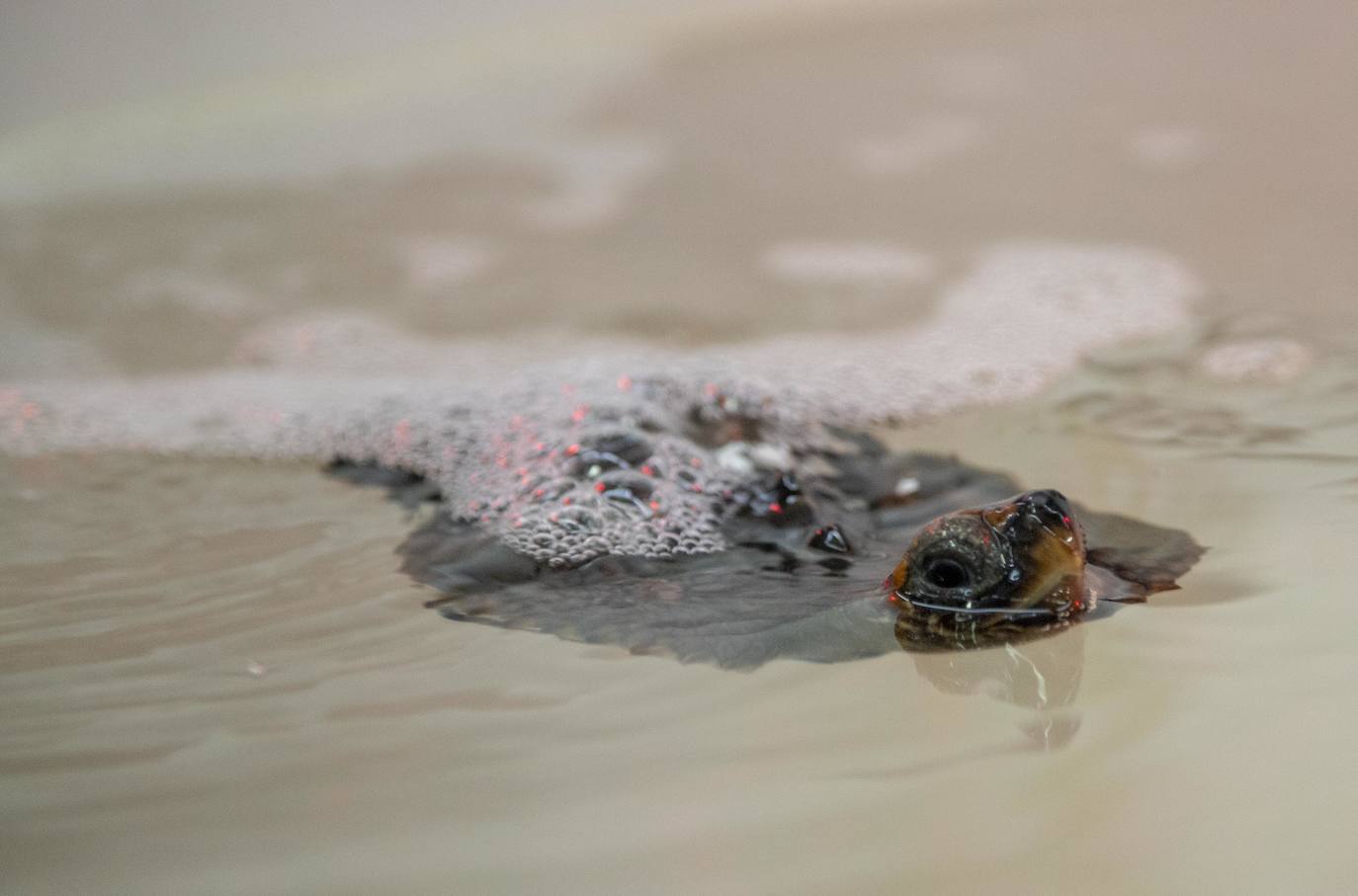 Las crías de 'Caretta caretta' nacidas en el parque regional el verano pasado cumplen seis meses «activas y cogiendo peso». Ya bucean y empiezan a tomar alimento sólido.