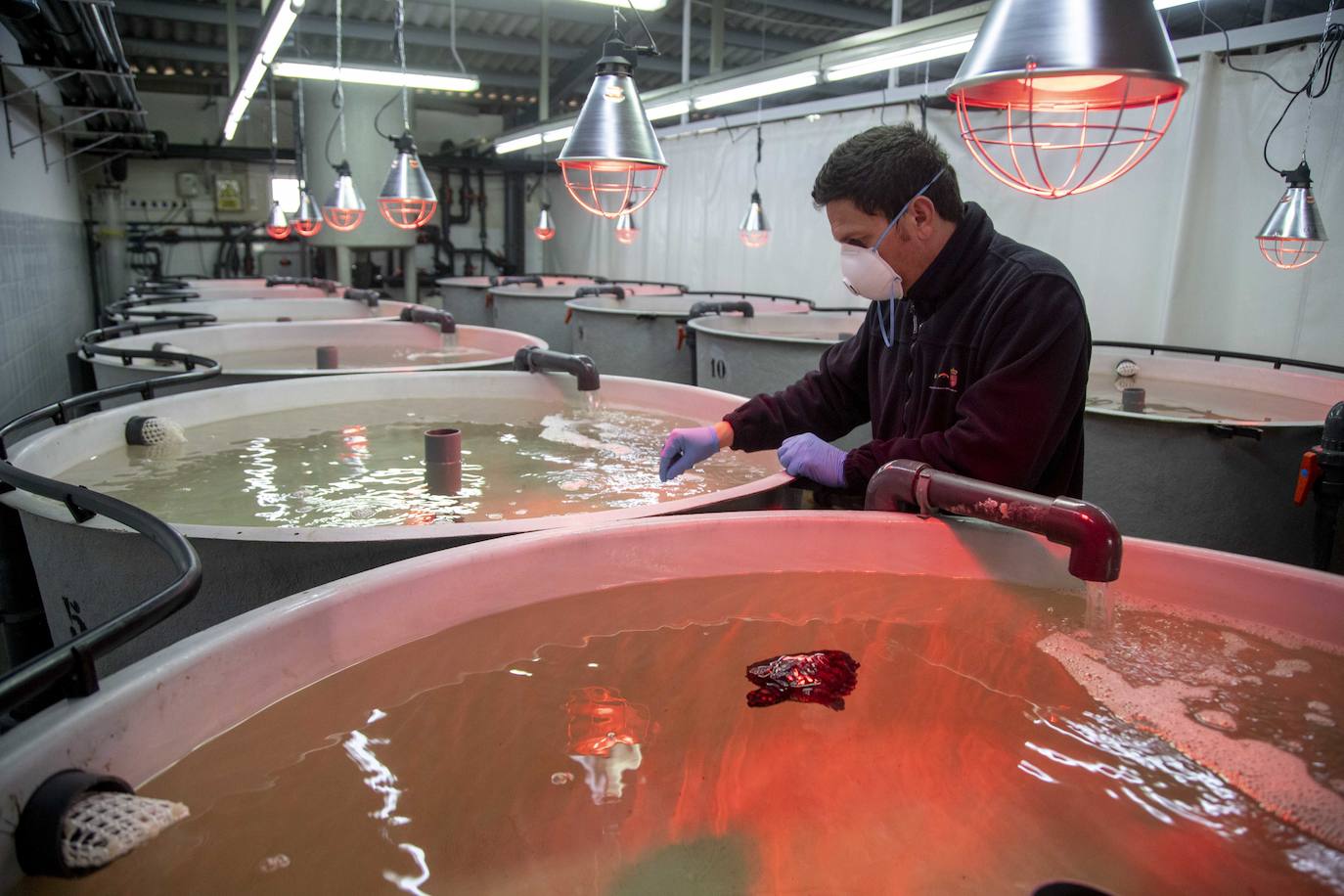 Las crías de 'Caretta caretta' nacidas en el parque regional el verano pasado cumplen seis meses «activas y cogiendo peso». Ya bucean y empiezan a tomar alimento sólido.