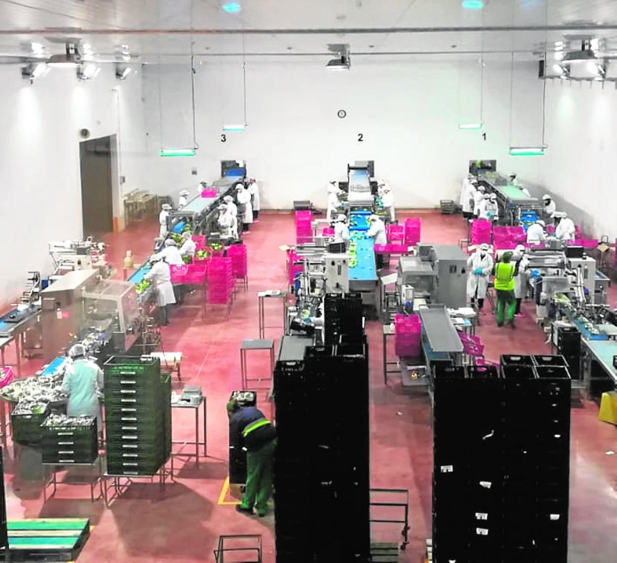 Trabajo en un almacén hortofrutícola, estos días. 