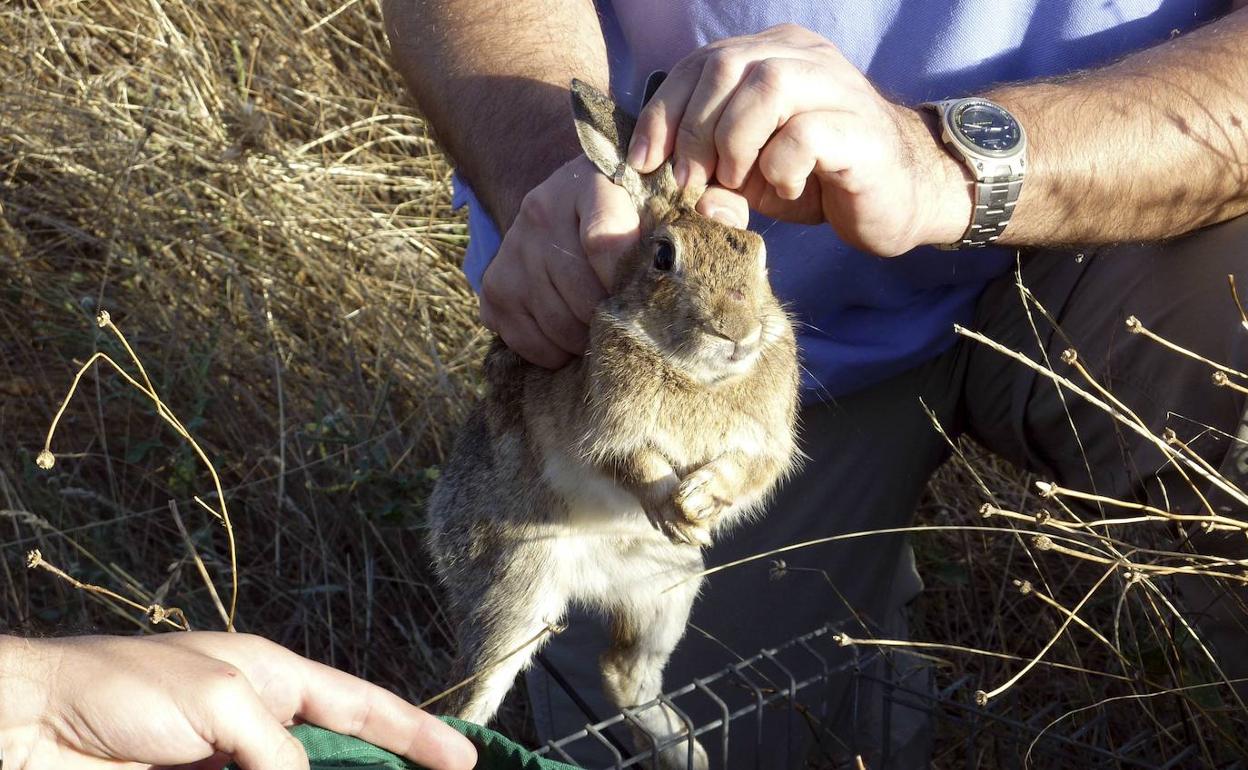 Los conejos son uno de los animales que amenazan los campos de la Región.