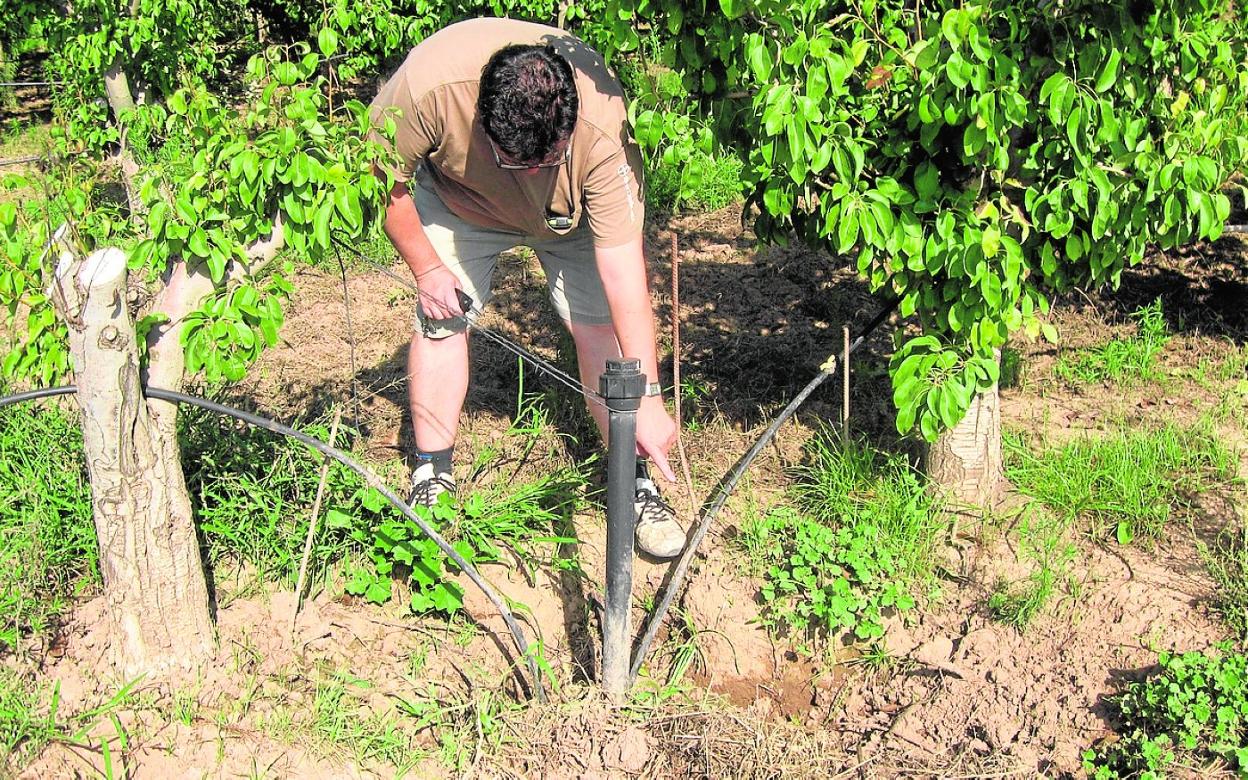 Un agricultor muestra los destrozos causados por los jabalíes en los goteros de su huerto. 