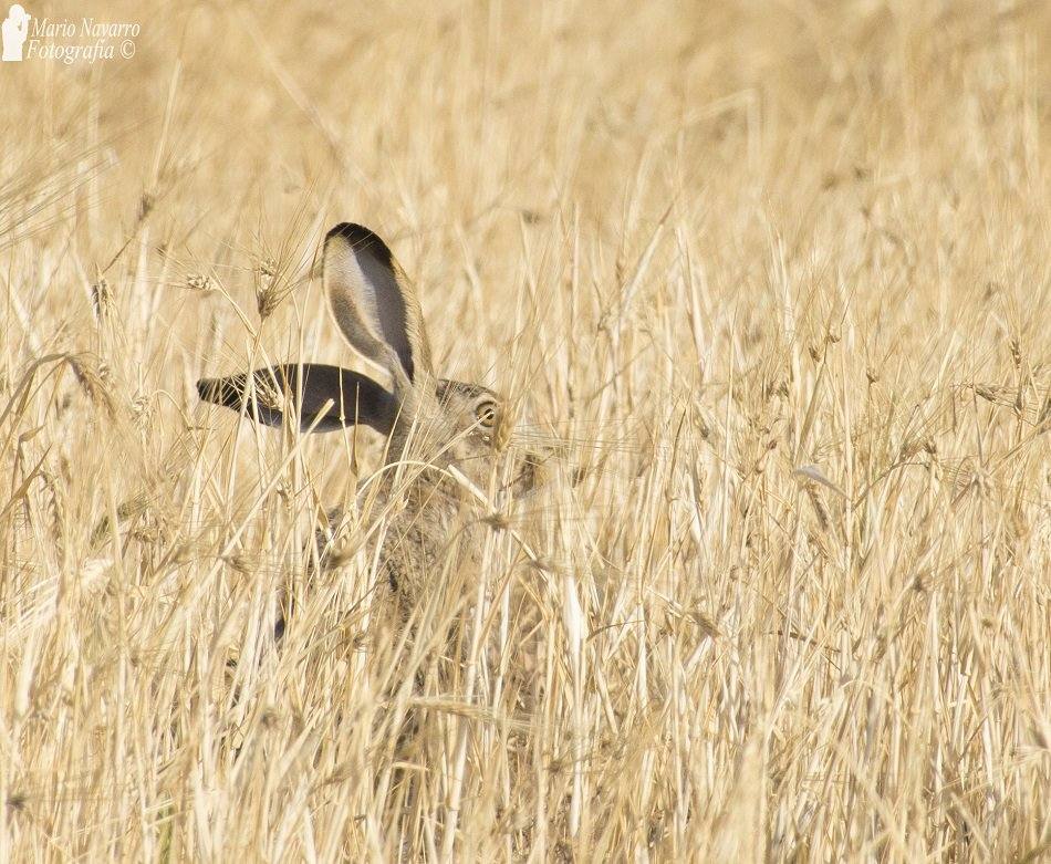Fotos: Fauna y flora de Cabo Cope