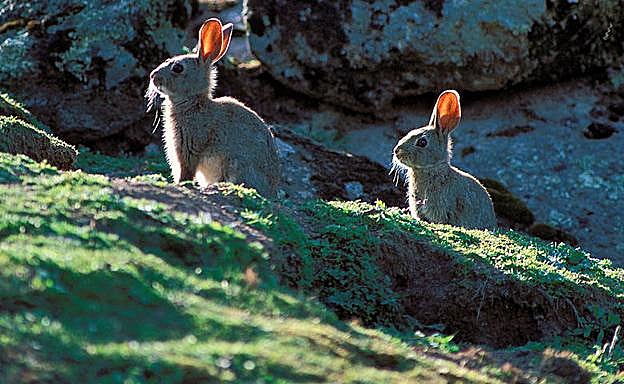 Dos ejemplares de 'Oryctolagus cuniculus'. 