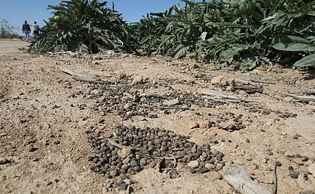 Restos dejados por conejos en una plantación de alcachofas. 