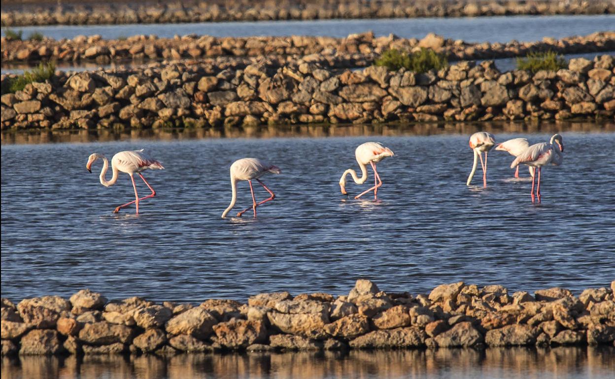 Flamencos en las Salinas de Marchamalo, en La Manga, en la tarde del domingo.