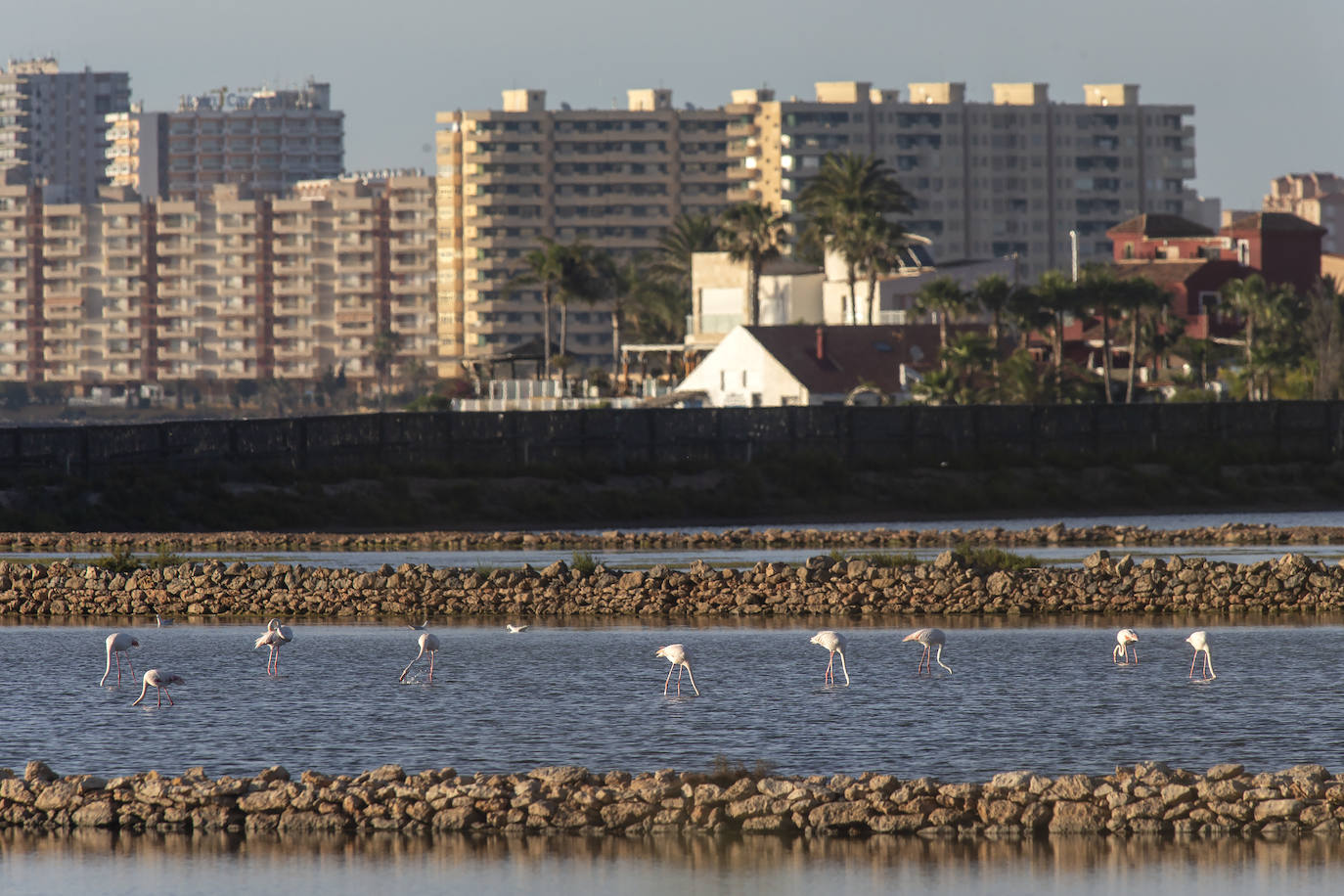 Las salinas situadas en la entrada de La Manga registran una inusual concentración de estas grandes aves acuáticas. 