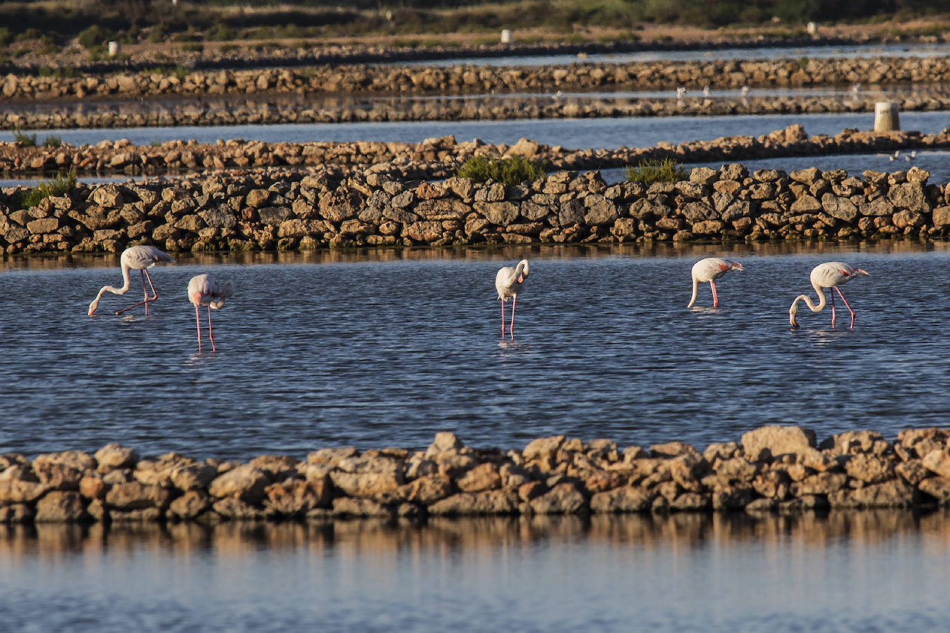 Las salinas situadas en la entrada de La Manga registran una inusual concentración de estas grandes aves acuáticas. 