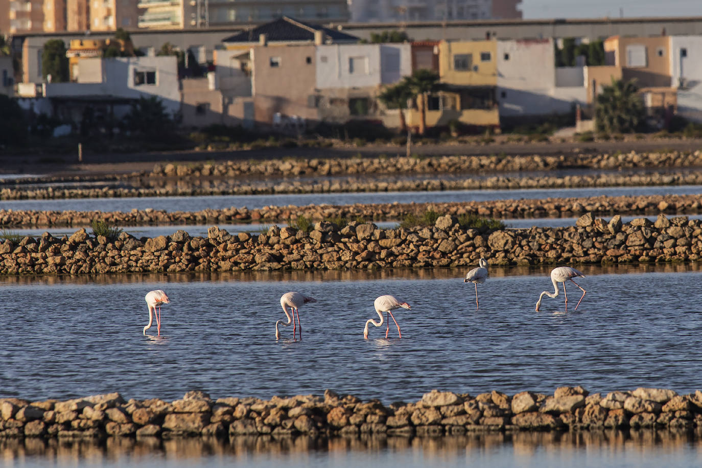 Las salinas situadas en la entrada de La Manga registran una inusual concentración de estas grandes aves acuáticas. 