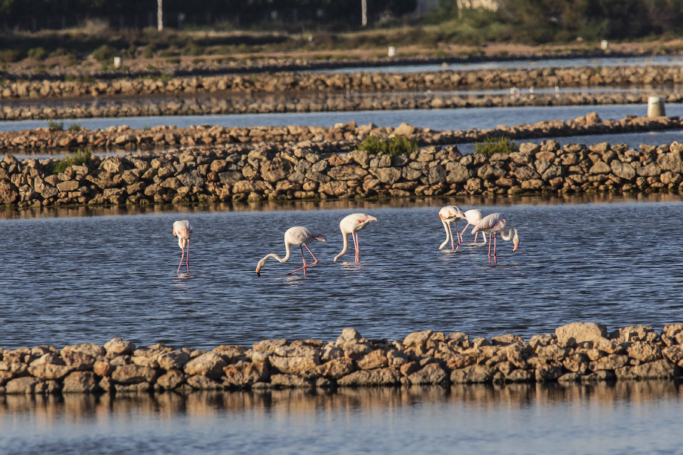 Las salinas situadas en la entrada de La Manga registran una inusual concentración de estas grandes aves acuáticas. 