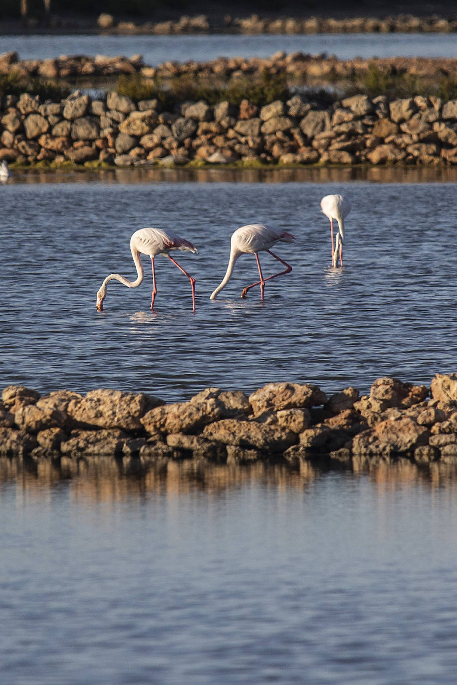 Las salinas situadas en la entrada de La Manga registran una inusual concentración de estas grandes aves acuáticas. 