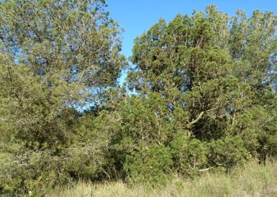 Imagen secundaria 1 - Ciprés de Cartagena o sabina mora. A la derecha, un investigador del área de botánica de la Universidad de Murcia. 
