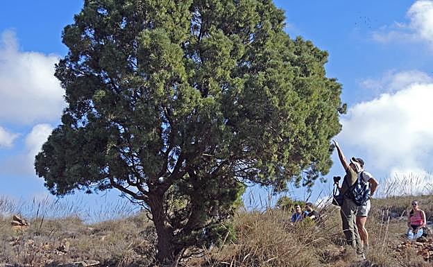 'Tetraclinis articulata', en el Monte de las Cenizas. 