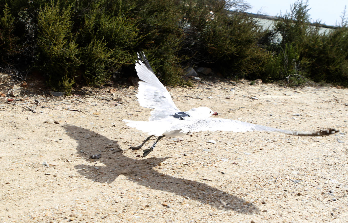 Fotos: La ruta gastronómica de las gaviotas