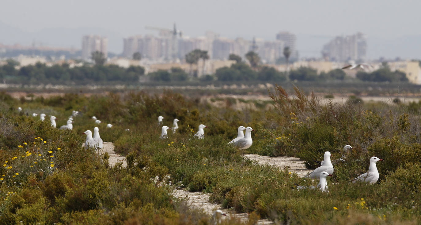 Fotos: La ruta gastronómica de las gaviotas