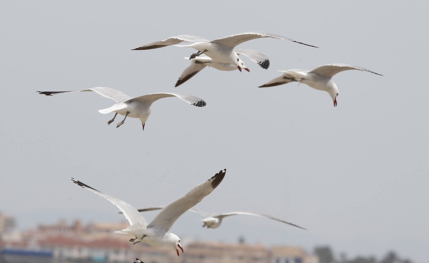 Fotos: La ruta gastronómica de las gaviotas