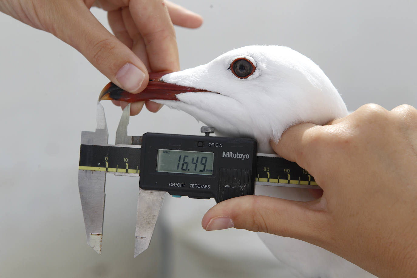 Fotos: La ruta gastronómica de las gaviotas