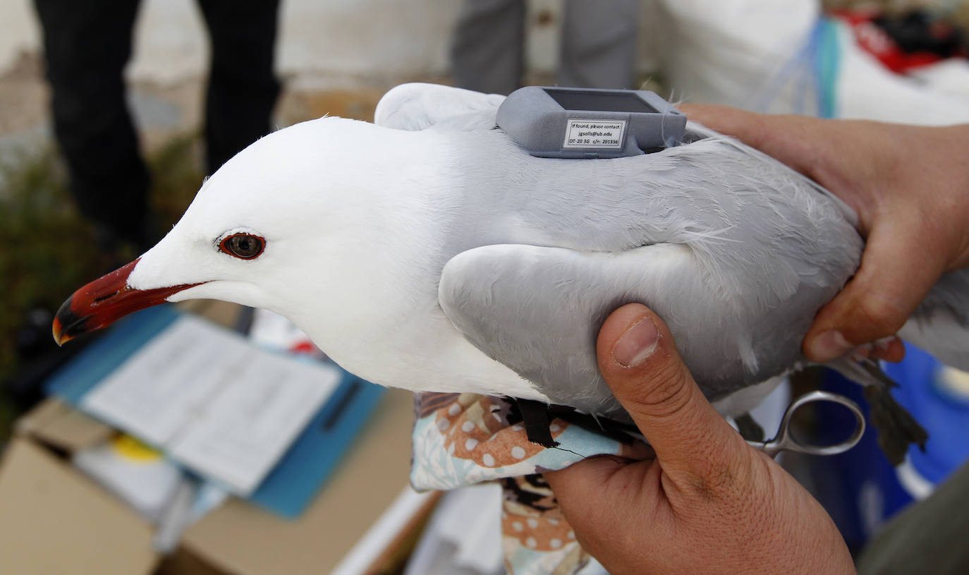 Fotos: La ruta gastronómica de las gaviotas