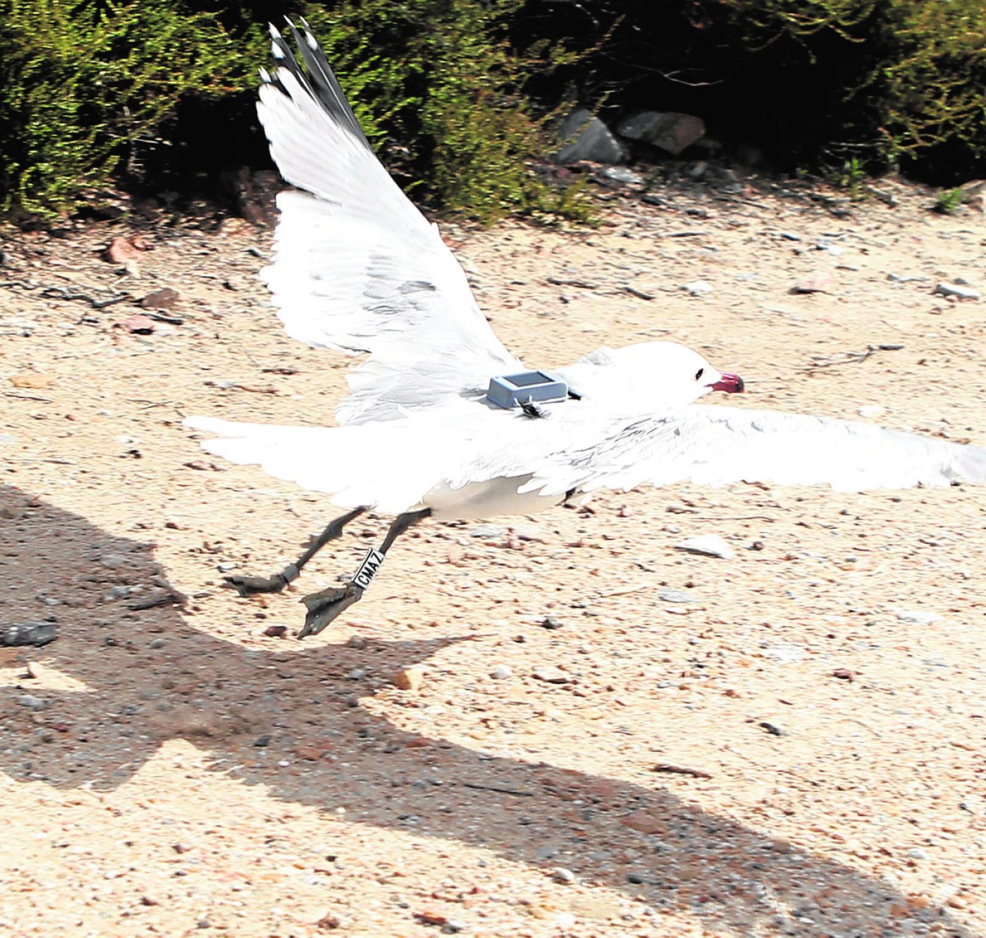 Una gaviota echa a volar con el dispositivo GPS en su espalda. 