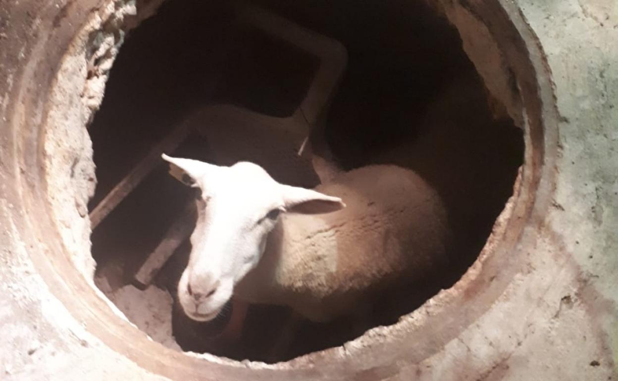 El borrego, dentro del pozo del que fue rescatado. 
