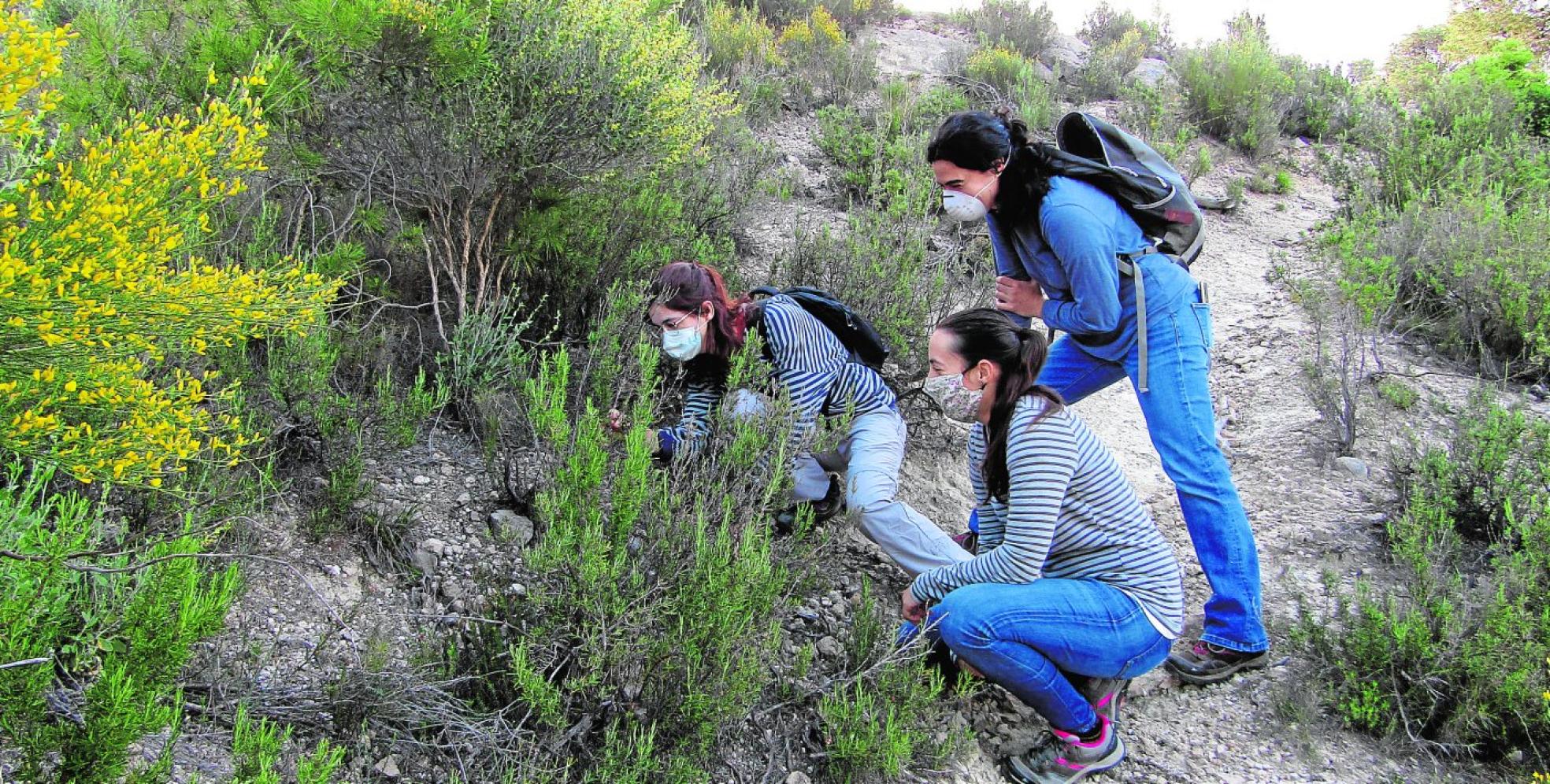 De izq. a dcha., Laura Aznar, Lola Cánovas y Belén Miras trabajando en el campo durante la actual pandemia. 