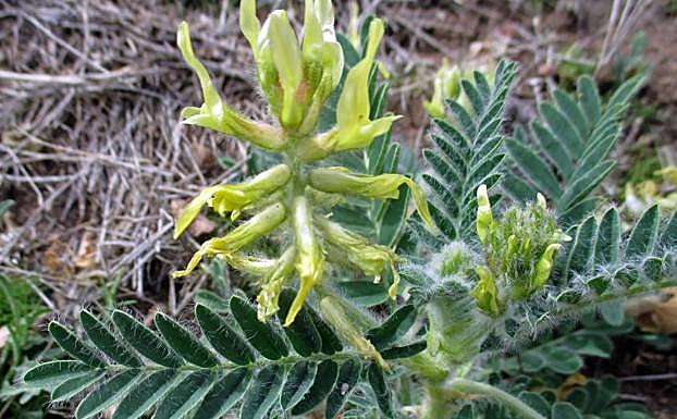 Garbancillo de Tallante ('Astragalus nitidiflorus'). 