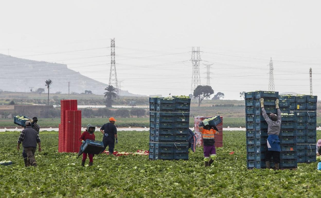 Trabajadores recolectando lechugas en una imagen de archivo.