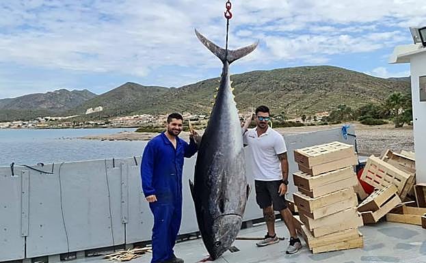 Capturan un atún de 305 kilos en La Almadraba de La Azohía