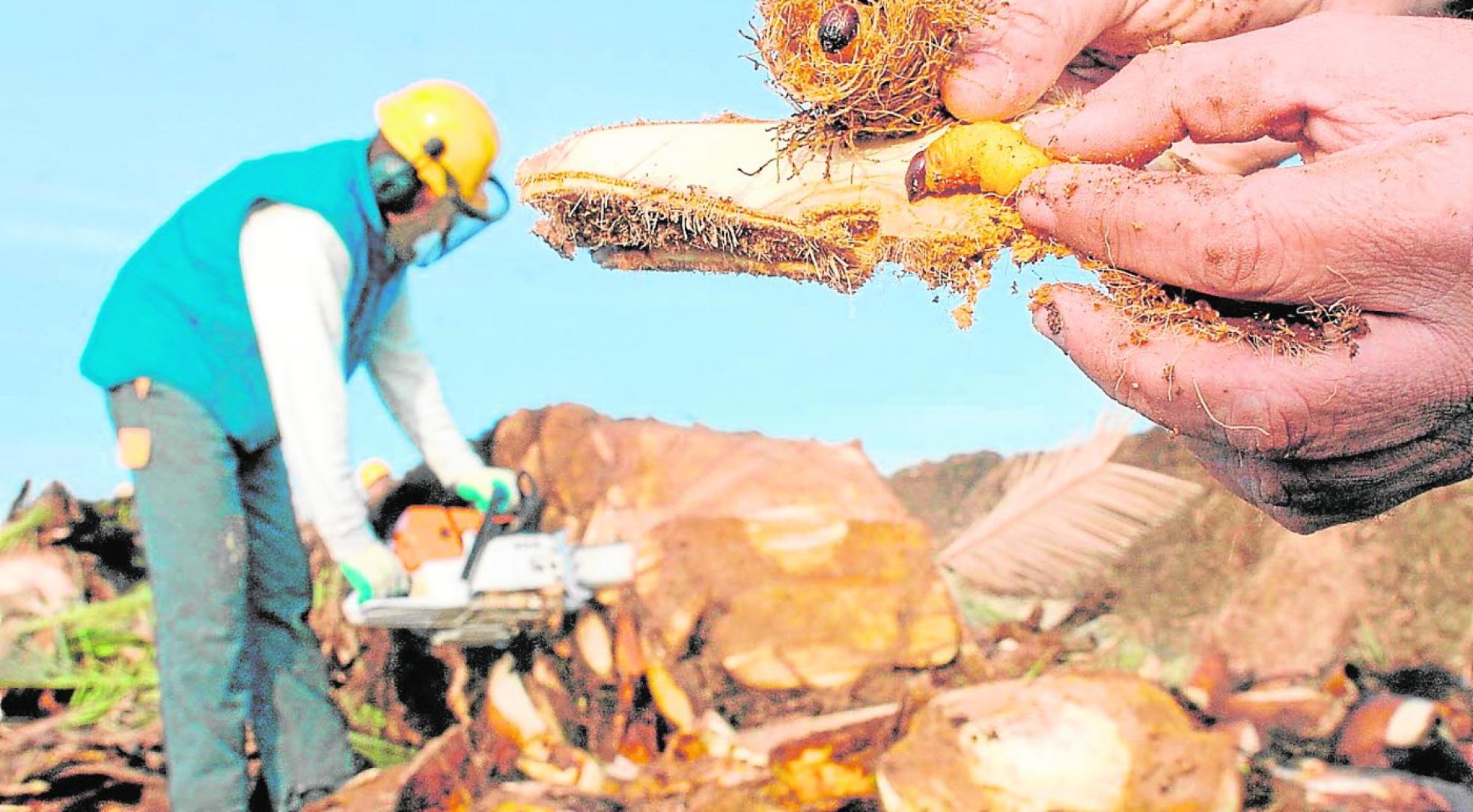 Destrucción de palmeras en la pedaníamurciana de Casillas, tras la aparición de larvas de picudo rojo. 