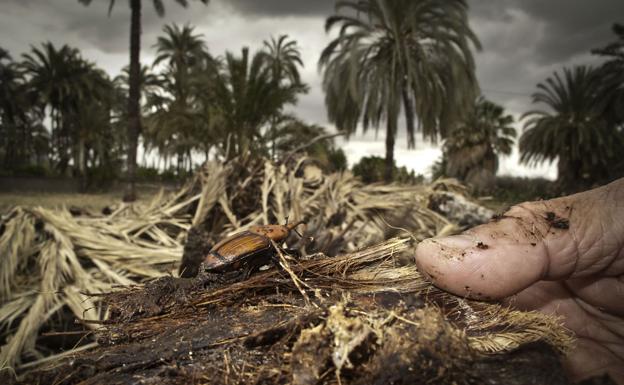 Ejemplar de picudo rojo sobre una palmera tirada en una parcela. 