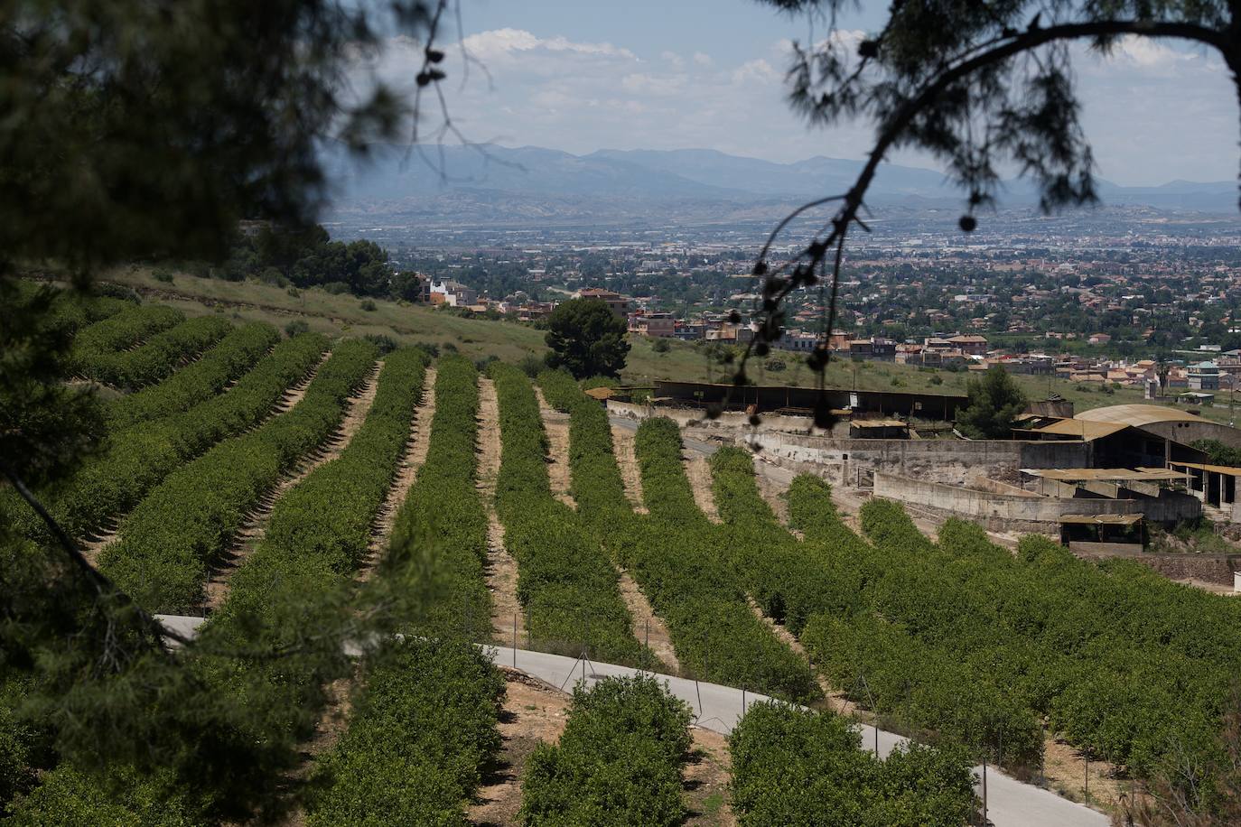 Fotos: El limón atraviesa otro &#039;ciclo dorado&#039;