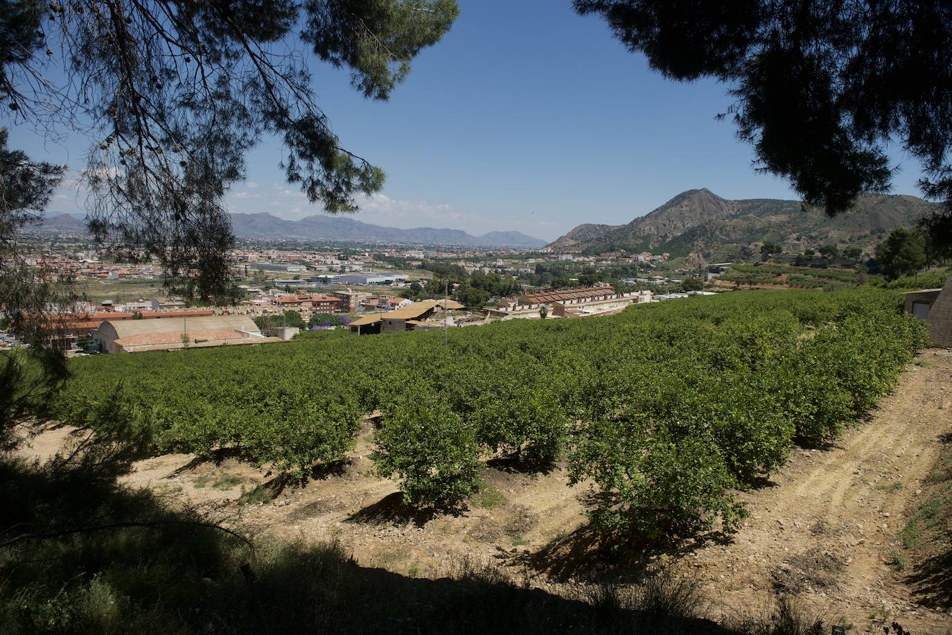 Fotos: El limón atraviesa otro &#039;ciclo dorado&#039;