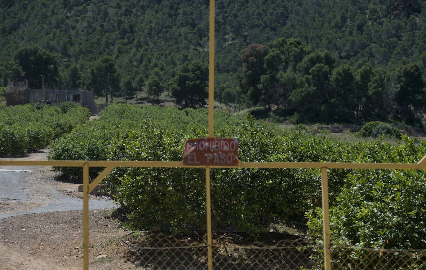 Fotos: El limón atraviesa otro &#039;ciclo dorado&#039;