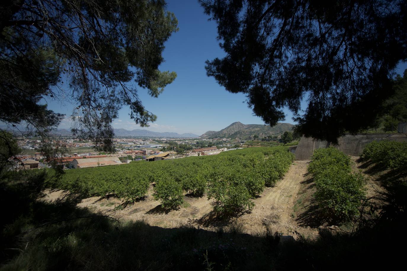 Fotos: El limón atraviesa otro &#039;ciclo dorado&#039;