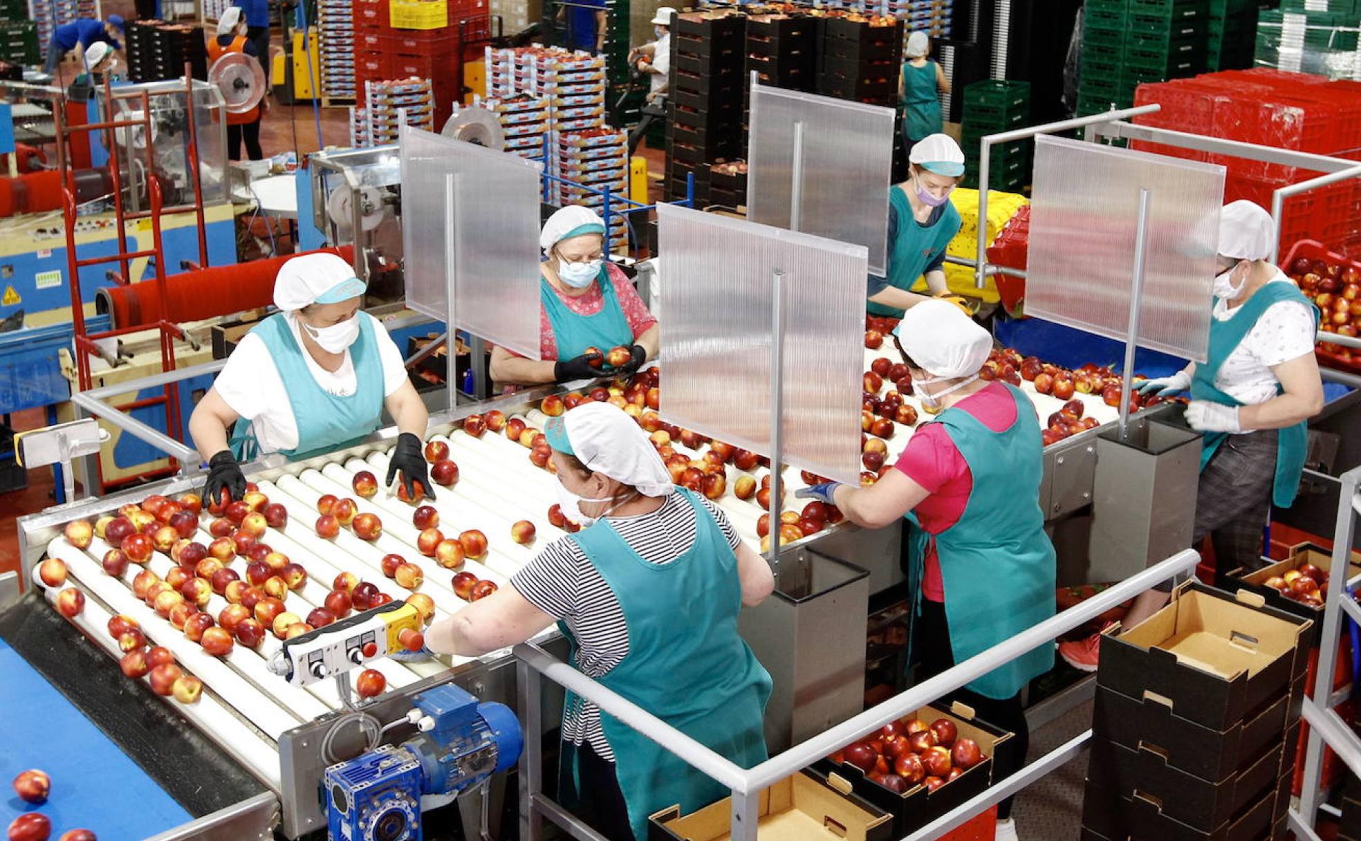 Trabajadoras separadas por mamparas en el almacén de Frutas Torero de Abarán, seleccionando nectarinas.