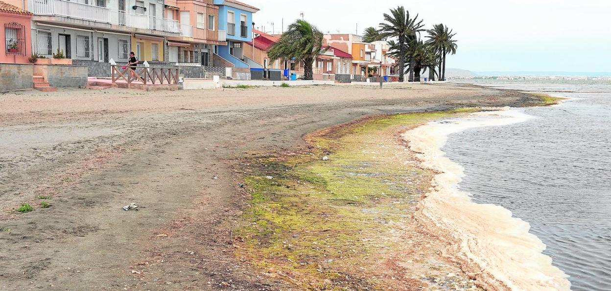 Algas en descomposición, espuma y suciedad acumuladas en la orilla de la playa de Los Urrutias, en una imagen tomada ayer. 