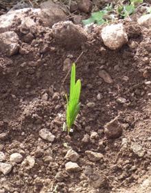 Imagen secundaria 2 - Vista panorámica del Cabezo Ventura. | Trabajos de repoblación en este espacio verde junto al Polígono Industrial de Los Camachos. | Especie autóctona recién plantada.