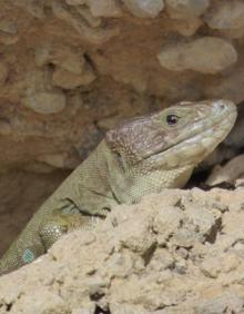 Imagen secundaria 2 - Repoblar un antiguo volcán contra el cambio climático