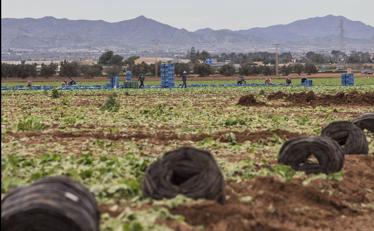 Imagen de archivo de unos jornaleros trabajando en un cultivo de la Región de Murcia. 