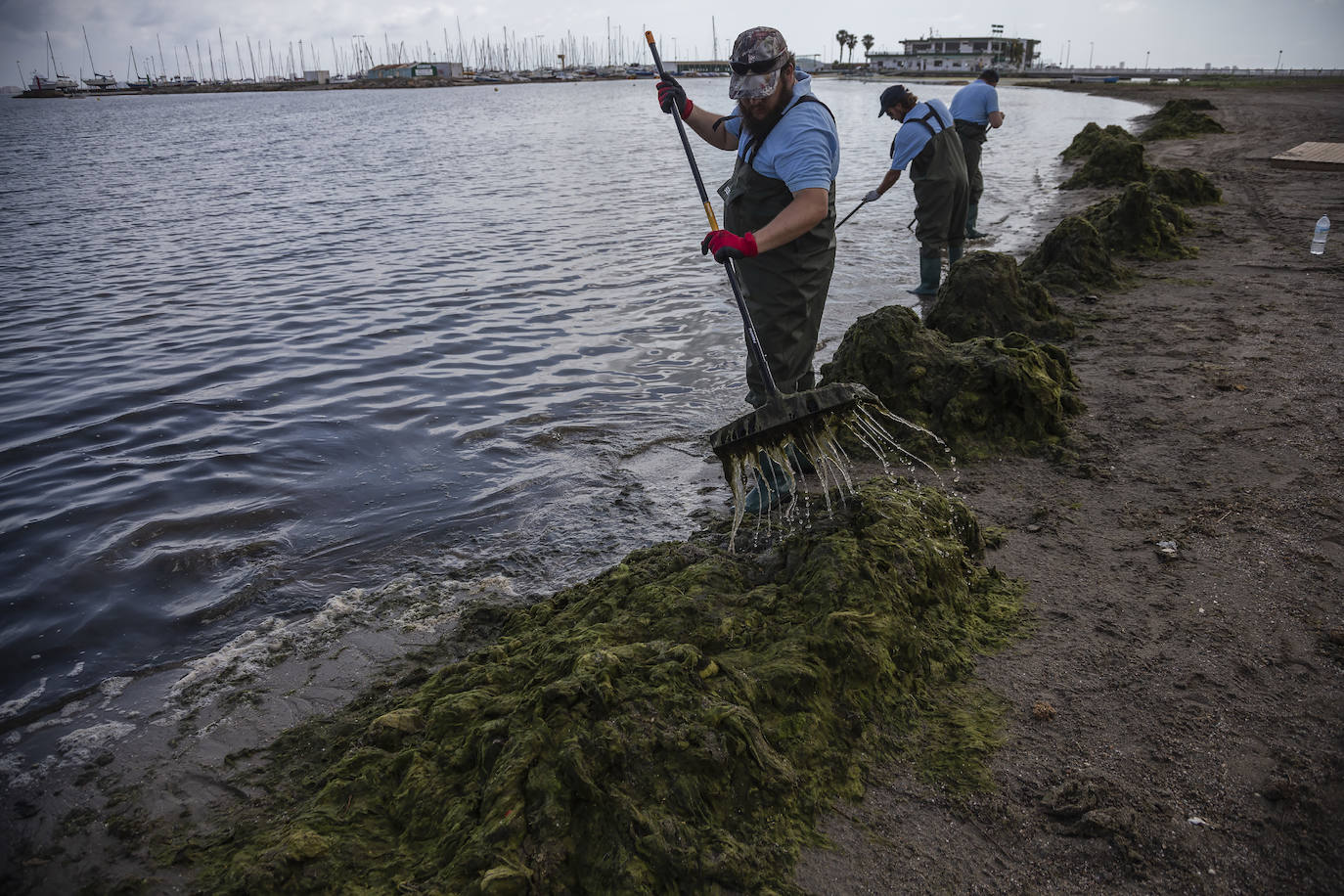 Fotos: La limpieza de las playas del Mar Menor se prorroga por las fuertes lluvias de los últimos días